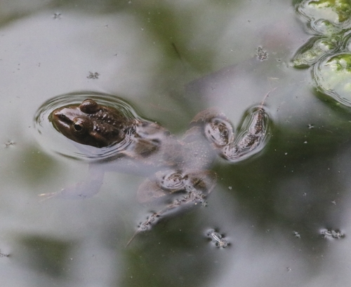 Sahara Frog