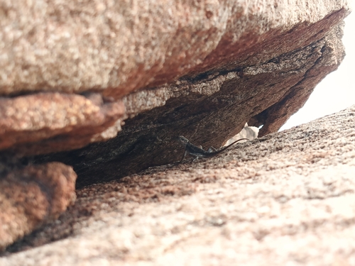 Rock Dragon