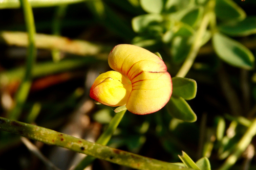 Lotus schoelleri
