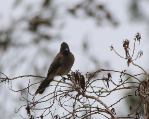 Common Bulbul