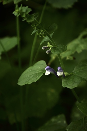 Наблюдение на iNaturalist
