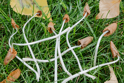 Conocybe deliquescens