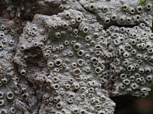 Thelotrema lepadinum (Ach.) Ach.