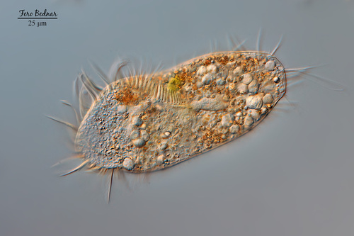 Hypotrichia