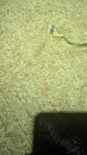 Hypsiscopus wettsteini