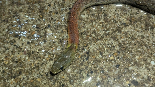 Heller's Red-necked Keelback