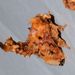Cheromettia apicata - Photo (c) Roger C. Kendrick, todos los derechos reservados, subido por Roger C. Kendrick