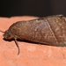 Lophoptera univalva - Photo (c) Roger C. Kendrick, todos los derechos reservados, subido por Roger C. Kendrick