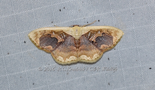 Lipomelia subusta Warren, 1893