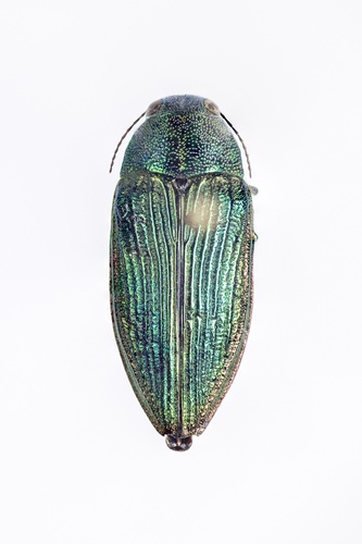 iNaturalist observation photo of Buprestis adjecta