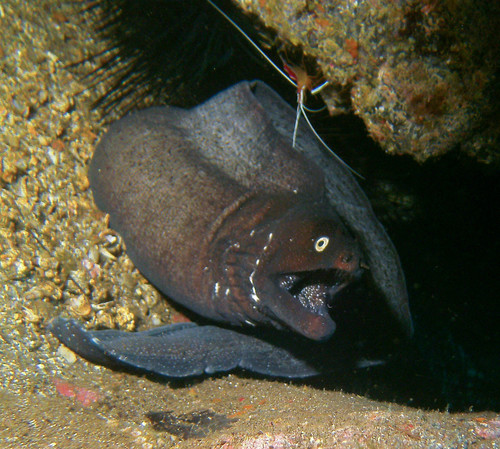Black Moray