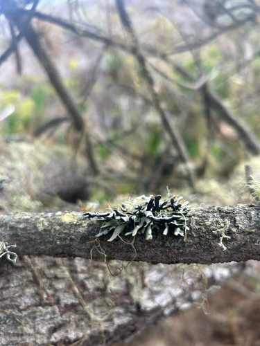 iNaturalist observation photo of Seaside Bone Lichen