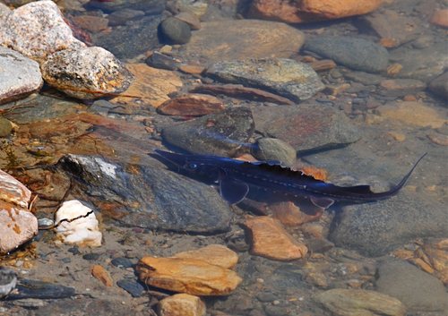 White Sturgeon