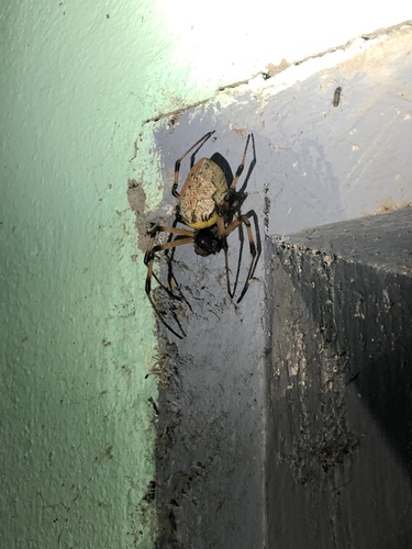 African Hermit Spider