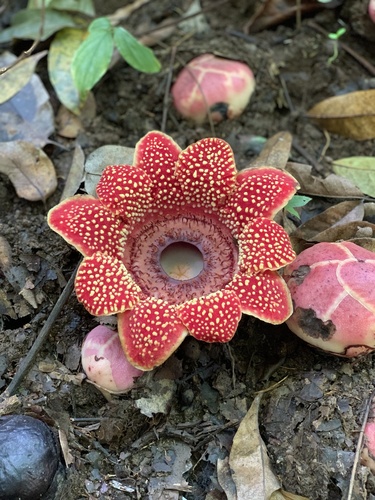 Sapria himalayana Griff.