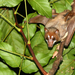 Wallace's Stripe-faced Fruit Bat - Photo (c) Carlos N. G. Bocos, all rights reserved, uploaded by Carlos N. G. Bocos