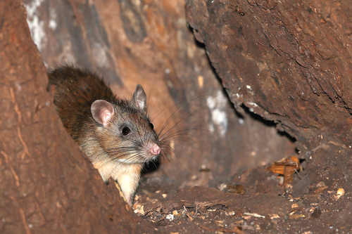 Hellwald's Spiny Rat (Maxomys hellwaldii) · iNaturalist