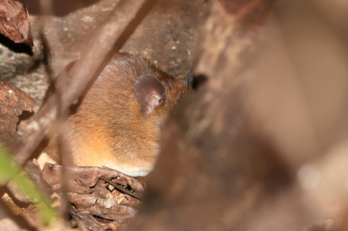 Musschenbroek’s Sulawesi Maxomys (Maxomys musschenbroekii), listed as Least Concern on the IUCN Red List
