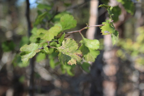 Aiken hawthorn (Crataegus dispar)