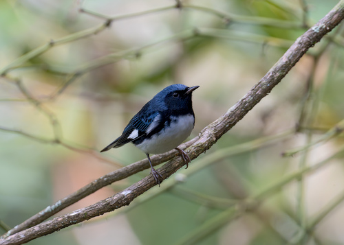 Black-throated Blue Warbler