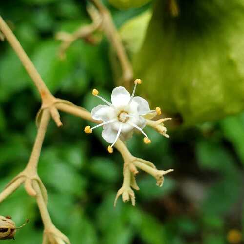 Tectona grandis - Whole tree