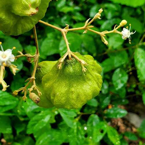 Tectona grandis - Whole tree