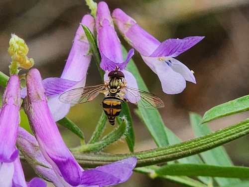 Unknown species found near Oregon, US