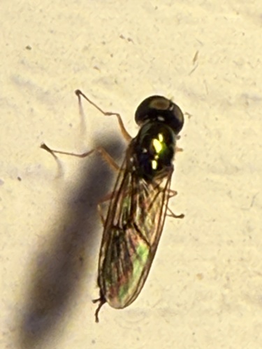 Unknown species found near Vashon Island, Vashon, WA, US