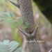 Acacia dolichocephala