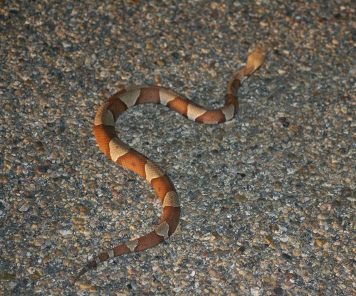 Broad-banded Copperhead