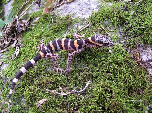 Chinese Leopard Gecko