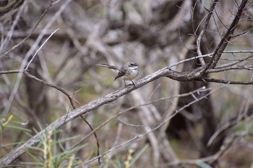 Grey Fantail