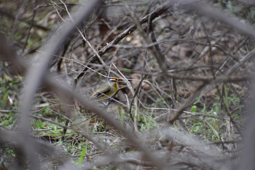 Striated Pardalote