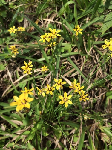 Sisyrinchium fiebrigii