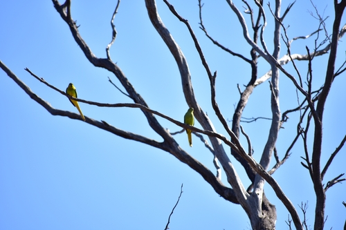 Elegant Parrot
