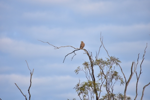 Brown Falcon
