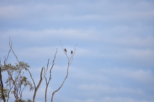 Dusky Woodswallow