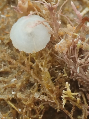 Calyptraea chinensis