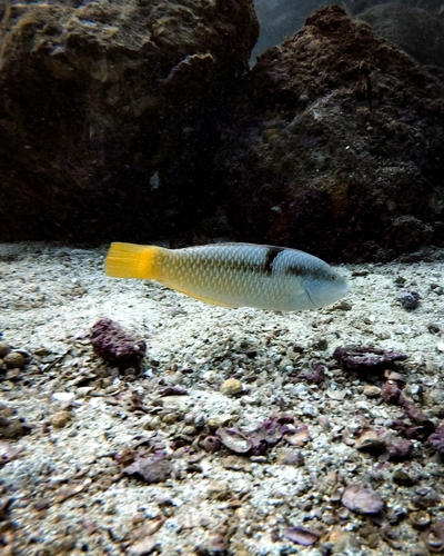 Spinster Wrasse