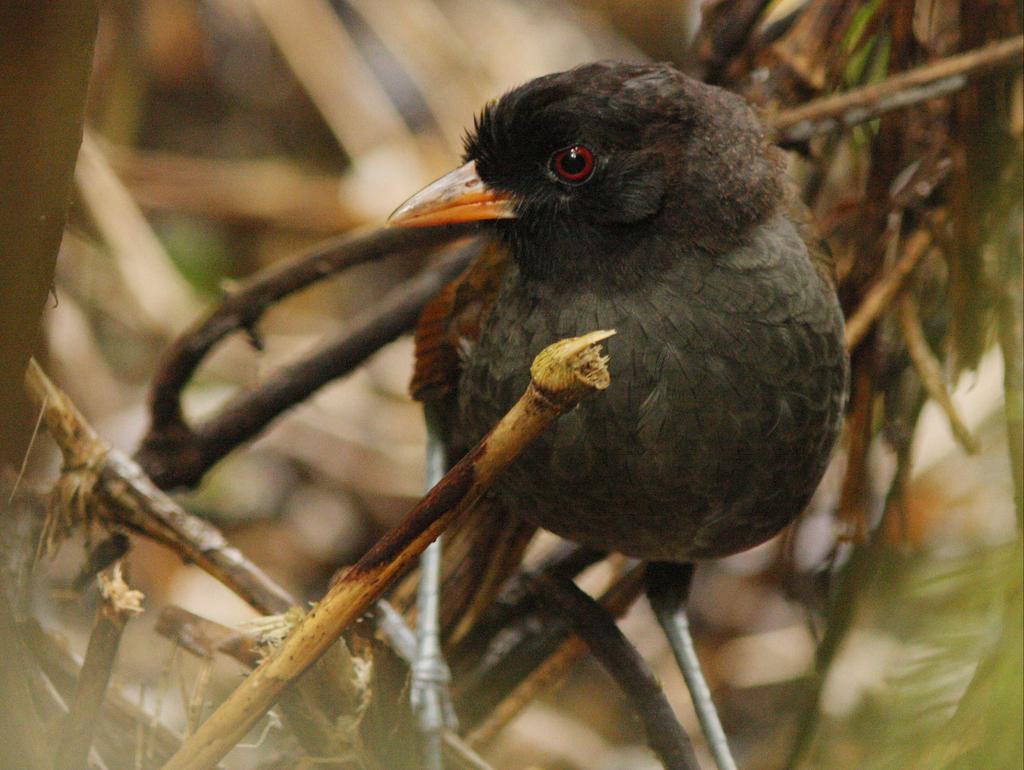 Pale-billed Antpitta (Grallaria carrikeri) photo