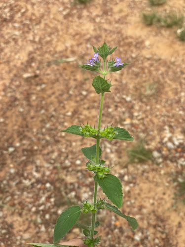 Wide Spikenard
