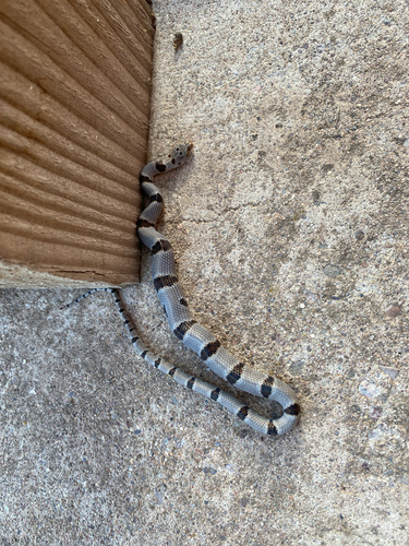 Texas Lyre Snake
