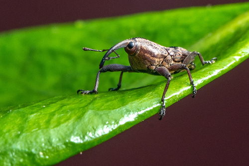 Broca-dos-ramos-da-videira