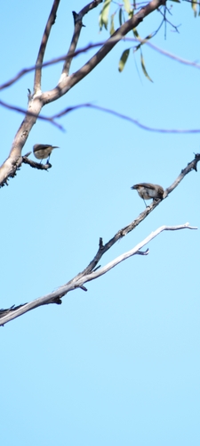 Chestnut-rumped Thornbill