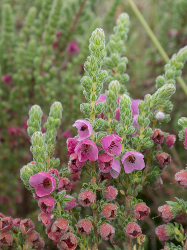 Erica octonaria