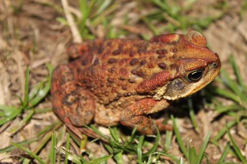 Rusty Toad