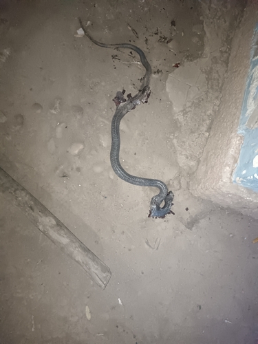 Snouted Cobra