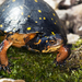 North American Spotted Turtles - Photo (c) J.P. Lawrence, all rights reserved
