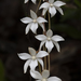 Moustache Orchids - Photo (c) ivanparr, all rights reserved, uploaded by ivanparr
