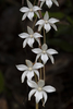 Moustache Orchids - Photo (c) ivanparr, all rights reserved, uploaded by ivanparr